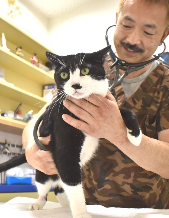 高齢猫の8割が罹患する腎臓病