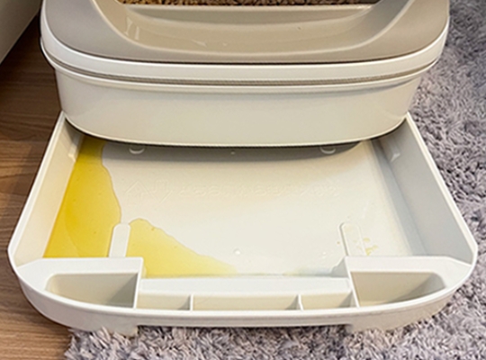 おしっこを吸収するシートなどを置かない状態で、猫におしっこをさせる