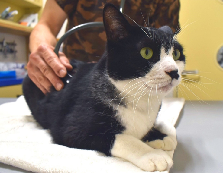 猫の腎臓病の早期発見に必要なこと