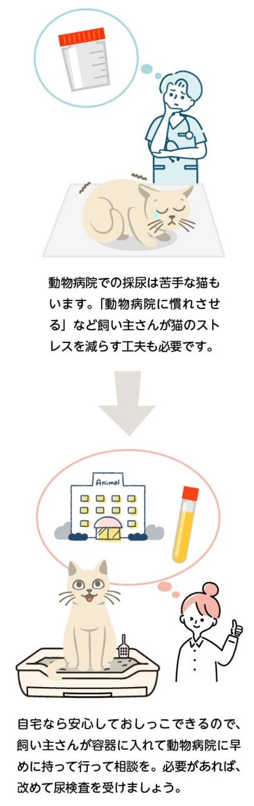 動物病院での採尿は、猫にとってはストレスになることもあり、検査項目の数値に影響が出る可能性もあります。自宅なら安心しておしっこできるので、飼い主さんが容器に入れて動物病院に持っていくことで、より普段の状態に近い数値を検査できます。