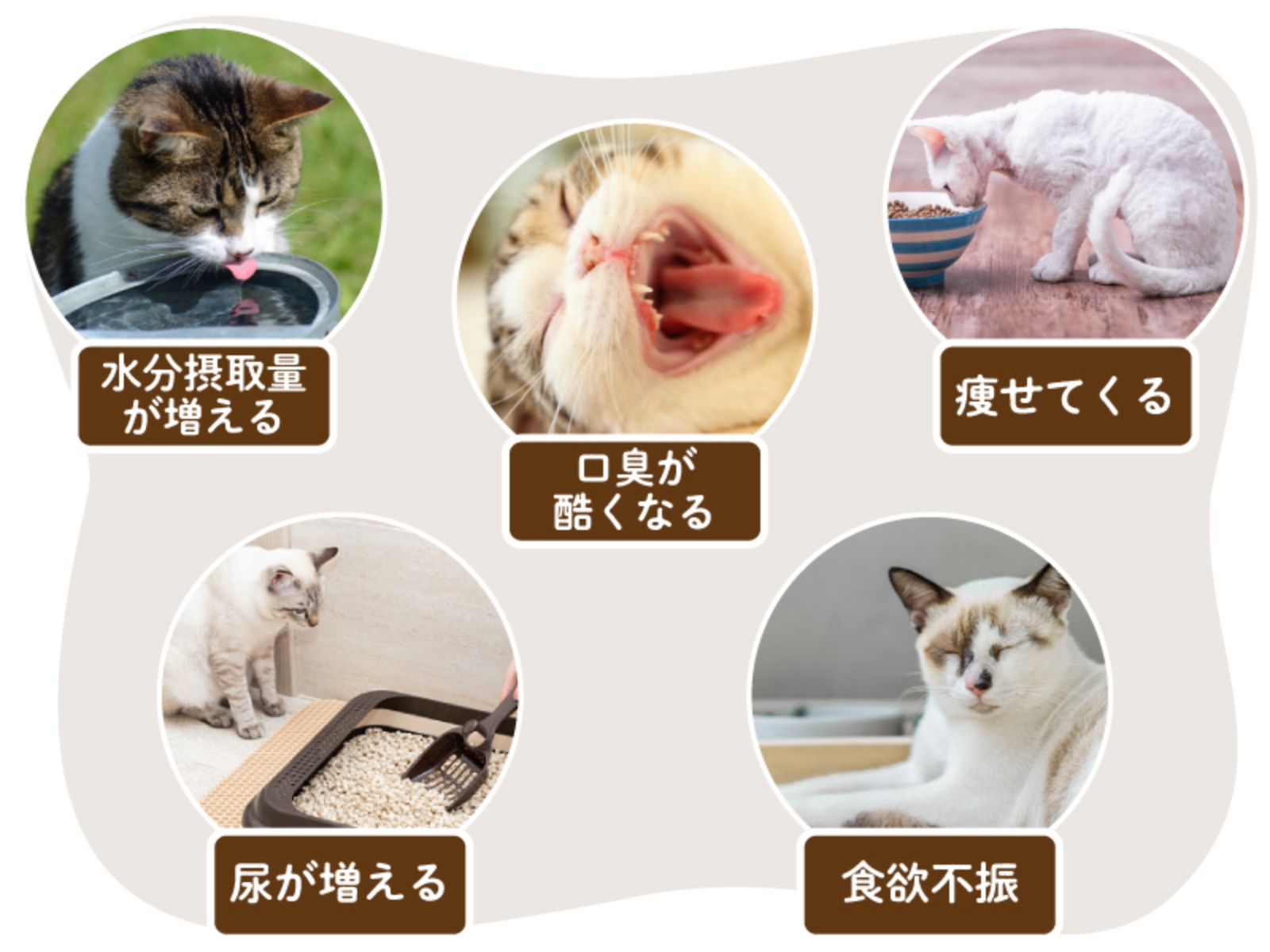 水分摂取量が増える、口臭が酷くなる、痩せてくる、尿が増える、食欲不振