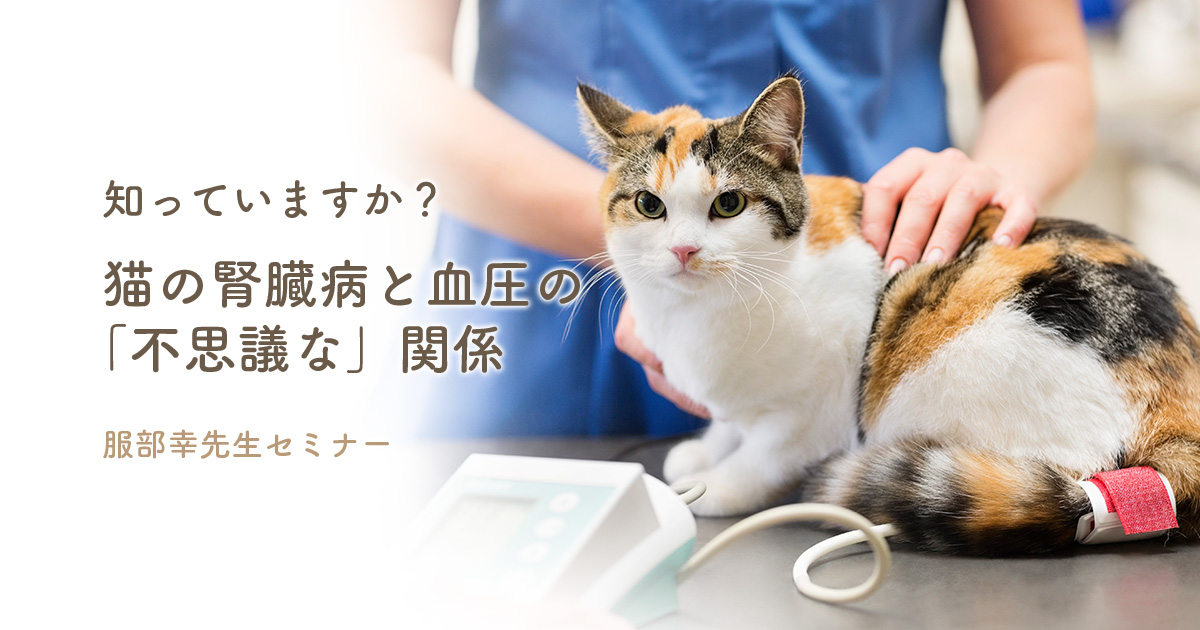 知っていますか？猫の腎臓病と血圧の「不思議な」関係 服部幸先生