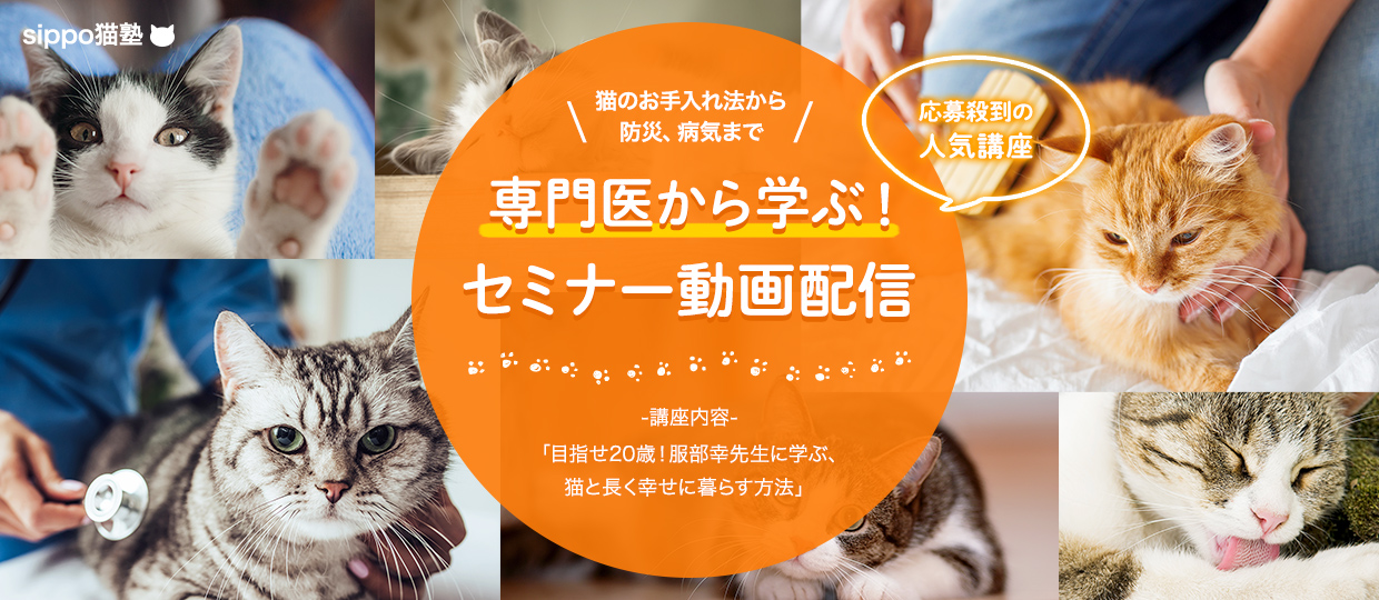 sippo猫塾 猫のお手入れ法から防災、病気まで「専門医から学ぶ！セミナー動画配信」